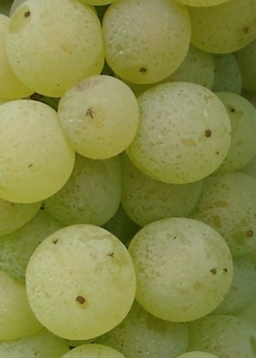 Bacchus Beeren 2